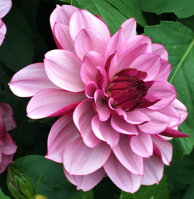 Dahlia Creme De Cassis